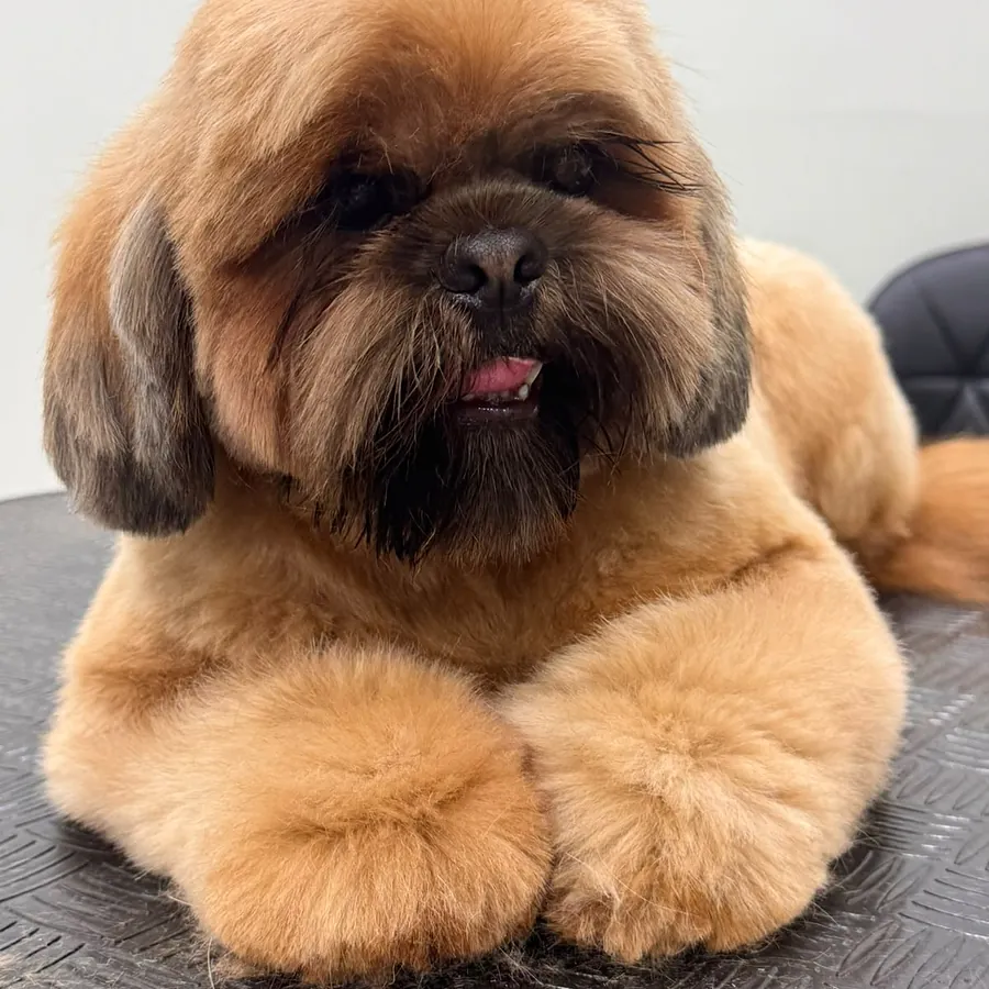 Shih-tzu caramelo com tosa bebê